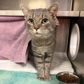 Domestic Short Hair Cats Available for Adoption - Pico De Gato | PetCurious