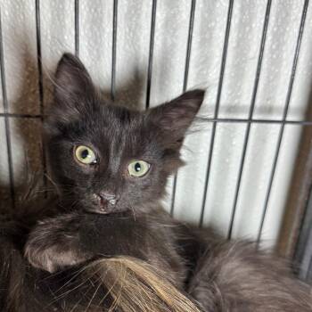 Fenix -  Domestic Long Hair Cat for Adoption in Saginaw, Michigan - Fenix | PetCurious