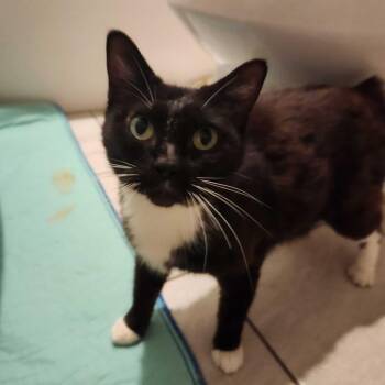 Amazing Grace -  Domestic Short Hair Cat for Adoption in Valdosta, Georgia - Amazing Grace | PetCurious