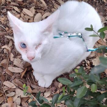 Domestic Short Hair Cats Available for Adoption - Snow | PetCurious