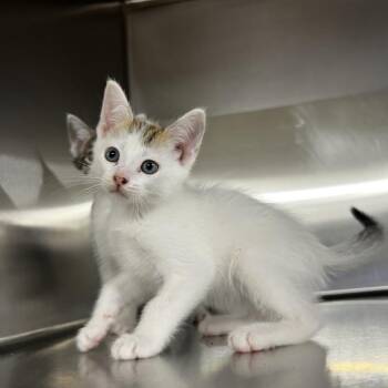 Filo -  Domestic Short Hair Cat for Adoption in Harrisville, West Virginia - Filo | PetCurious