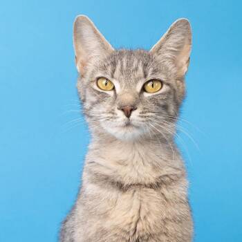 Domestic Short Hair Cats Available for Adoption in Franklin, Tennessee - Queenie | PetCurious