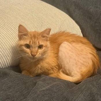 Domestic Long Hair Cats Available for Adoption in Houston, Texas - Bloom | PetCurious