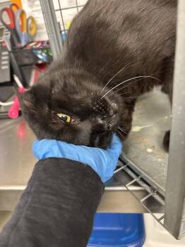 Domestic Short Hair Cats Available for Adoption in Las Vegas, Nevada - JOSEPH | PetCurious