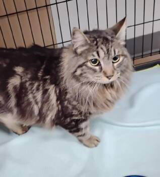 Domestic Long Hair and Tabby Cats Available for Adoption - Nala Hd | PetCurious