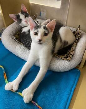 Rescue Domestic Short Hair Cats for Adoption in Spring Brook, New York - Berlin And Venice | PetCurious
