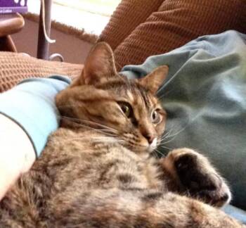 Rescue Tortoiseshell and Calico Cats for Adoption in Las Vegas, Nevada - Lil Bits | PetCurious