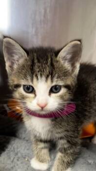 Caterpillar -  Domestic Short Hair Cat for Adoption in West Chester, Pennsylvania - Caterpillar | PetCurious