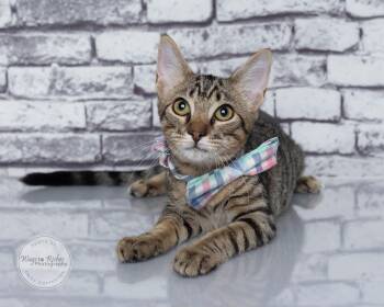 Waffles -  Domestic Short Hair and Tabby Cat for Adoption in Tuscaloosa, Alabama - Waffles | PetCurious