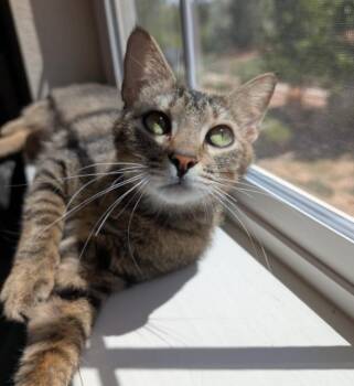 Domestic Short Hair Cats Available for Adoption in Fort Collins, Colorado - Galaxy | PetCurious