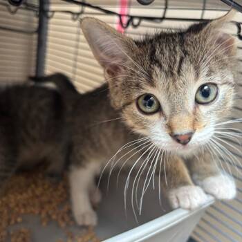 Domestic Short Hair Cats Available for Adoption in Dallas, Texas - Radish | PetCurious