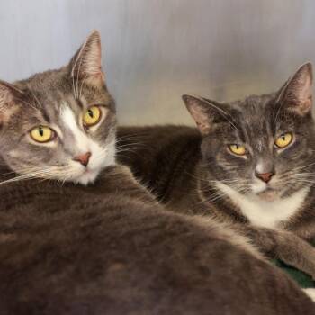 Dreamer (originally Sonia) -  Domestic Short Hair Cat for Adoption in Goleta, California - Dreamer (originally Sonia) | PetCurious