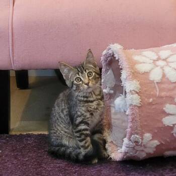 Zane -  Tabby Cat for Adoption in Wyandotte, Michigan - Zane | PetCurious