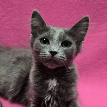 Nessa -  Domestic Short Hair Cat for Adoption in Frankfort, Indiana - Nessa | PetCurious