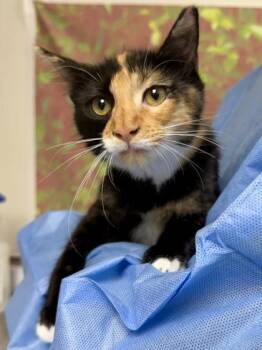 Rachel -  Domestic Short Hair Cat for Adoption in San Antonio, Texas - Rachel | PetCurious