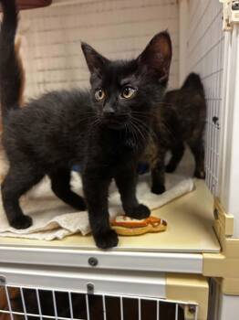 Beauregard -  Domestic Short Hair Cat for Adoption in Chambersburg, Pennsylvania - Beauregard | PetCurious