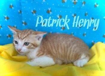 Tabby Cats Available for Adoption in Pleasanton, Texas - Patrick Henry | PetCurious