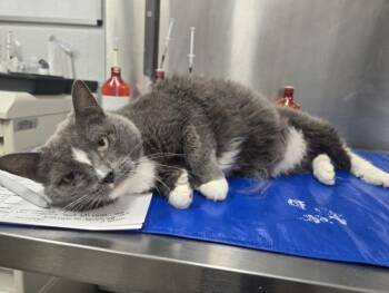 ELDORA -  Domestic Short Hair Cat for Adoption in Hagerstown, Maryland - ELDORA | PetCurious