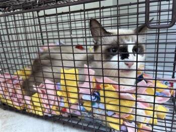 Rescue Siamese Cats for Adoption in Houston, Texas - A645087 | PetCurious