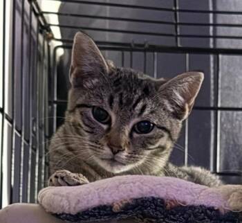 Domestic Short Hair Cats Available for Adoption - Dutchess | PetCurious