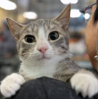 Echo Beach -  Domestic Short Hair Cat for Adoption - Echo Beach | PetCurious