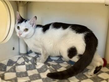 Domestic Short Hair Cats Available for Adoption in Downers Grove, Illinois - Buccaneer | PetCurious