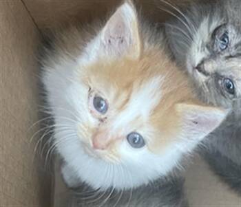 Domestic Short Hair Cats Available for Adoption in Dallas, Texas - ELM | PetCurious