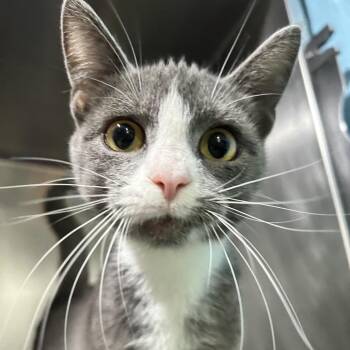 Domestic Short Hair Cats Available for Adoption in Newport, North Carolina - Gracie | PetCurious