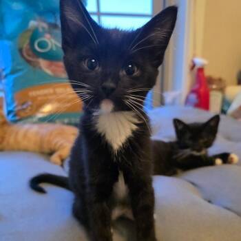 Clover -  Domestic Short Hair Cat for Adoption in Layton, Utah - Clover | PetCurious