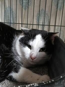 Domestic Short Hair Cats Available for Adoption - Bali | PetCurious