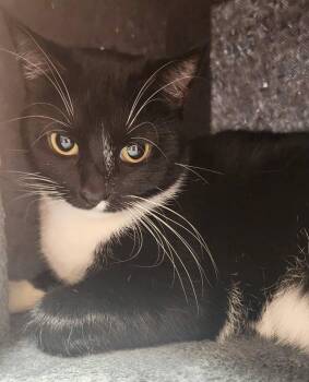 Rescue Domestic Short Hair Cats for Adoption in Hendersonville, Tennessee - Sasha - Cuddly | PetCurious