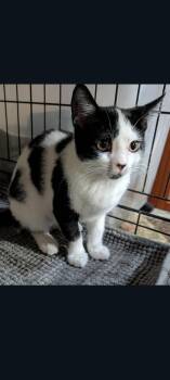 Domestic Short Hair Cats Available for Adoption - Panda (Sophie’s Kittens) | PetCurious