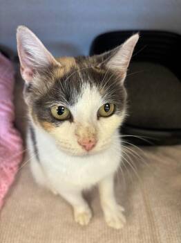 Sweet Pea -  Calico Cat for Adoption in Liverpool, New York - Sweet Pea | PetCurious