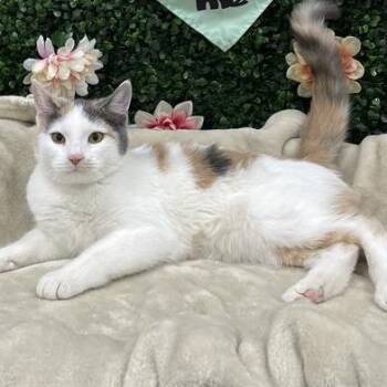 Domestic Short Hair Cats Available for Adoption in Clavet, Saskatchewan - Cupcake | PetCurious