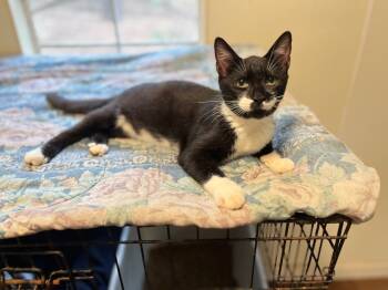 Rescue Domestic Short Hair Cats for Adoption in Pittsboro, North Carolina - Onyx 3 | PetCurious