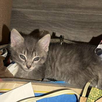 Tigger -  Domestic Short Hair Cat for Adoption in NEW PT RICHEY, Florida - Tigger | PetCurious
