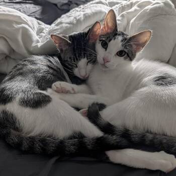 Tucker & Baby Mia -  Domestic Short Hair and Turkish Van Cat for Adoption in Liverpool, Texas - Tucker & Baby Mia | PetCurious