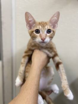 Rescue Domestic Short Hair Cats for Adoption in Honolulu, Hawaii - Theodore | PetCurious
