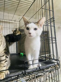 Rescue Domestic Short Hair Cats for Adoption - SNOWFLAKE | PetCurious