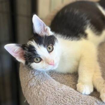 George -  Domestic Short Hair Cat for Adoption in Wheaton, Illinois - George | PetCurious