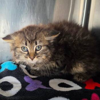 Domestic Medium Hair Cats Available for Adoption in Jefferson City, Tennessee - Joker | PetCurious