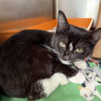 Fiammetta -  Domestic Short Hair Cat Available for Adoption in Los Angeles, California - Fiammetta | PetCurious