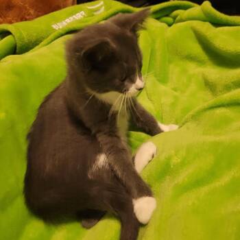 Rose C11539 -  Domestic Short Hair Cat for Adoption - Rose C11539 | PetCurious