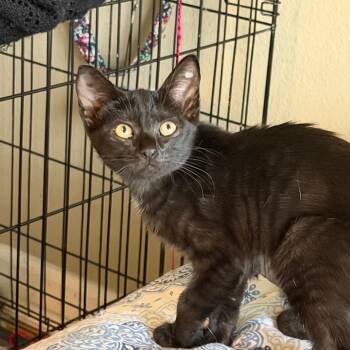 Sammy -  American Shorthair Cat for Adoption in Mount Vernon, Arkansas - Sammy | PetCurious