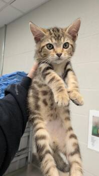 Eli -  Domestic Short Hair Cat for Adoption in Evansville, Indiana - Eli | PetCurious