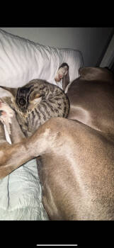 Rescue Domestic Short Hair Cats for Adoption in Paulina, Louisiana - Elvis | PetCurious