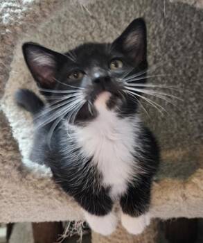 Ravioli -  Domestic Short Hair Cat for Adoption in Verona, Wisconsin - Ravioli | PetCurious