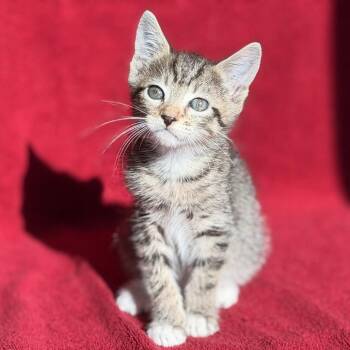 Sable -  Domestic Short Hair Cat for Adoption - Sable | PetCurious