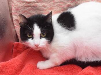 Domestic Short Hair Cats Available for Adoption in Portland, Oregon - Helen | PetCurious