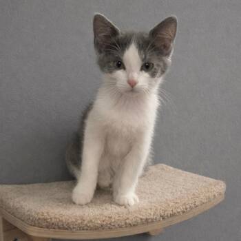Domestic Short Hair Cats Available for Adoption - Ivy | PetCurious